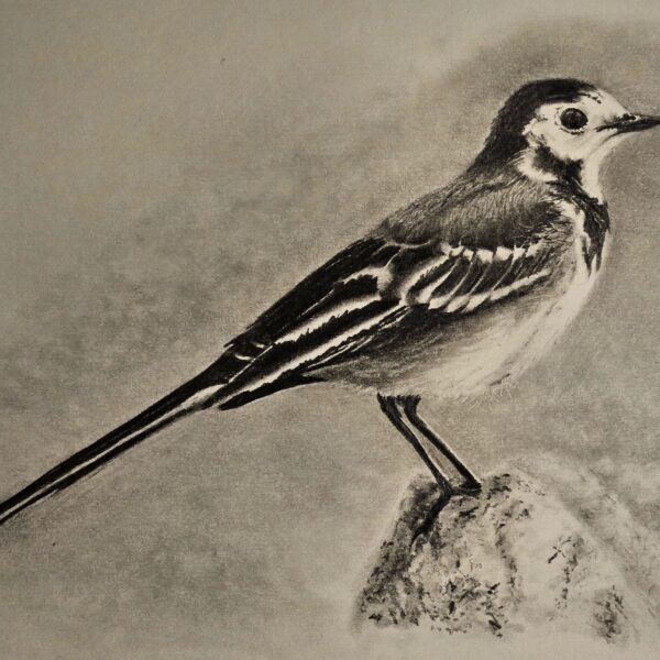 Wagtail